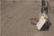 رهاسازی یک قلاده گربه جنگلی کمیاب در فهرج+  گزارش تصویری