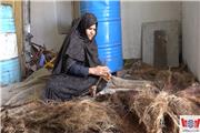 رونق چیلوک  ریسی  در شرق کرمان