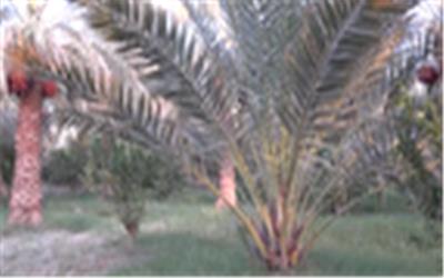 مجموعه ای از 72 رقم خرما در یک نخلستان .