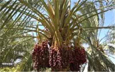 برداشت خرما در فهرج+فیلم