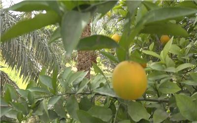 اغاز بر داشت مرکبات  در شهرستان فهرج