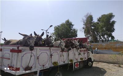 جلوگیری از قاچاق احشام در شرق کرمان
