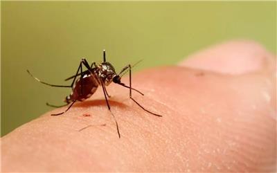 مشاهده پشه ناقل آئدس در جیرفت؛ وضعیت تحت کنترل است