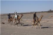 برگزاری مسابقه شتر سواری در فهرج +تصاویر