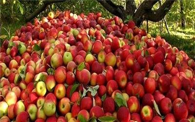 ورود اولین محموله سیب درختی طرح تنظیم بازار شب عید به کرمان