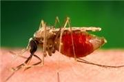 درمان رایگان همه مبتلایان به بیماری مالاریا