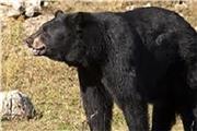 زخمی شدن یک چوپان در حمله خرس سیاه آسیایی