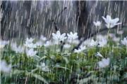 بارش باران تا سه‌شنبه آینده در کرمان ادامه دارد
